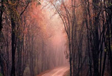 征途国际：阿方索经纪人：我和马希沟通了多次，我们将全力保障球员康复.